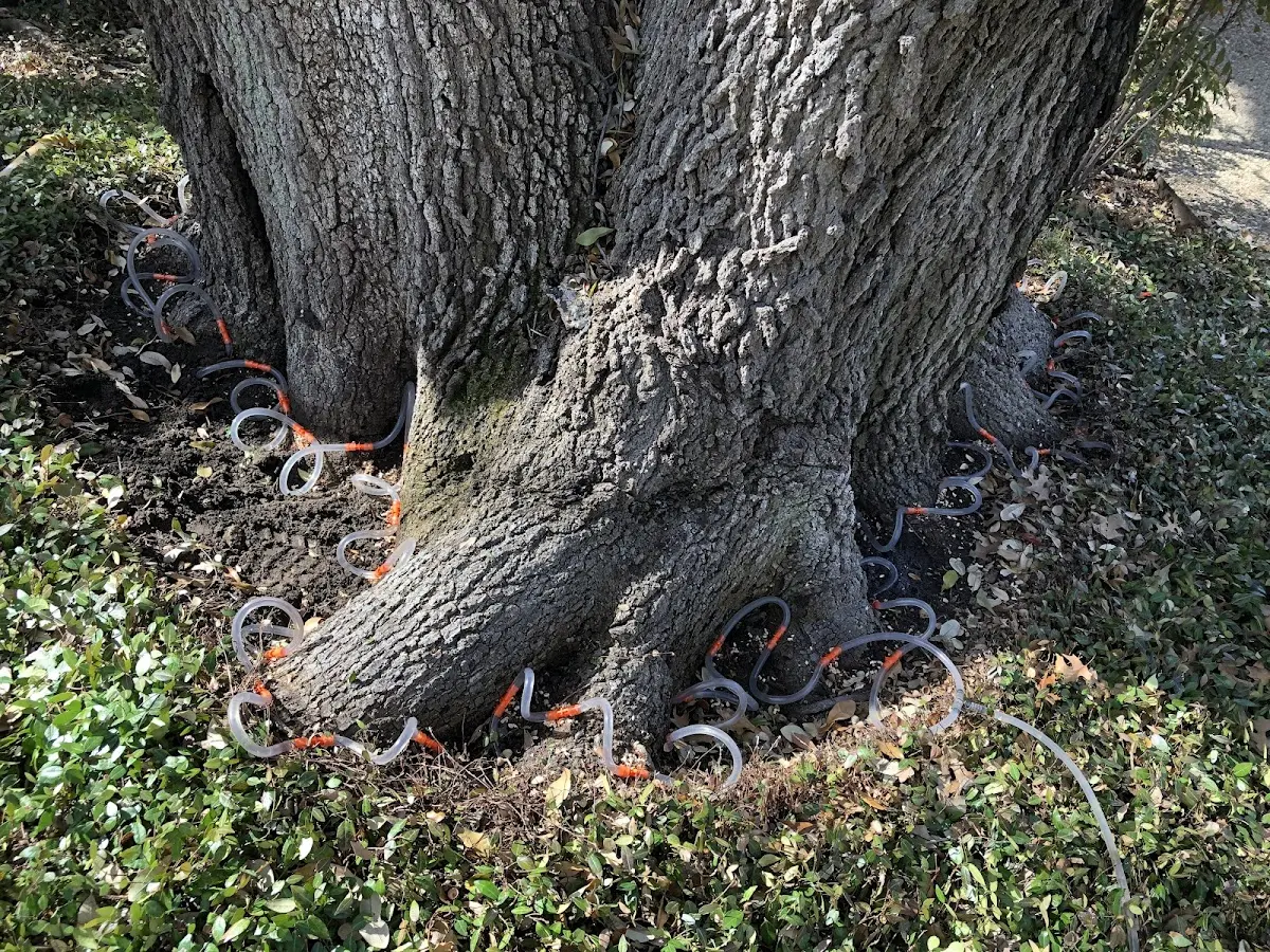 Detailed Tree Cabling and Bracing job site in Barrett