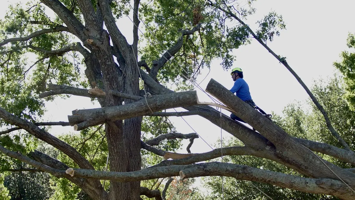Professional Crown Thinning performed by certified arborists in Barrett