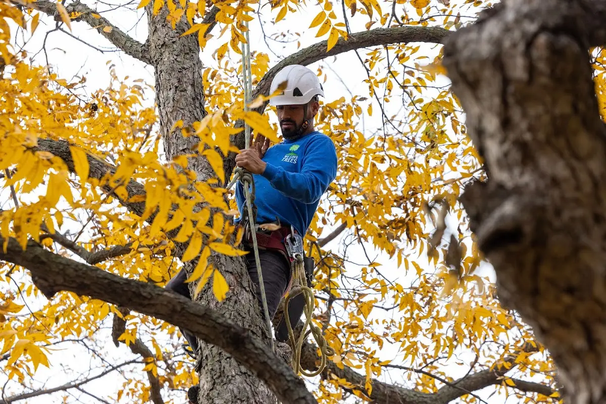 Skilled Tree Pruning crew working in Barrett